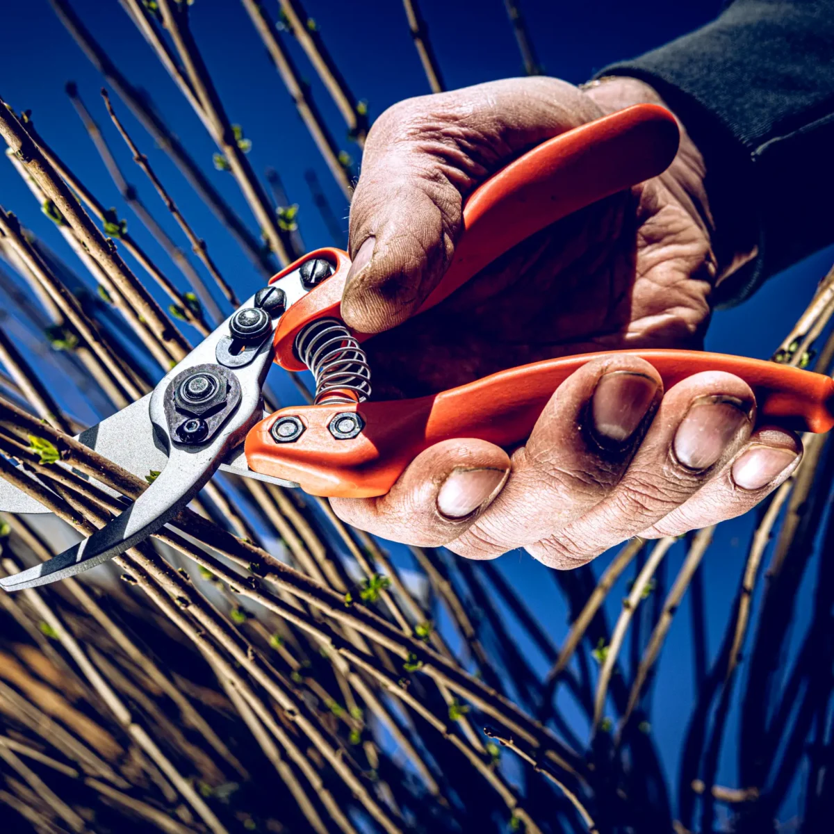 Löwe 11 Precision Clean Cut sievietēm