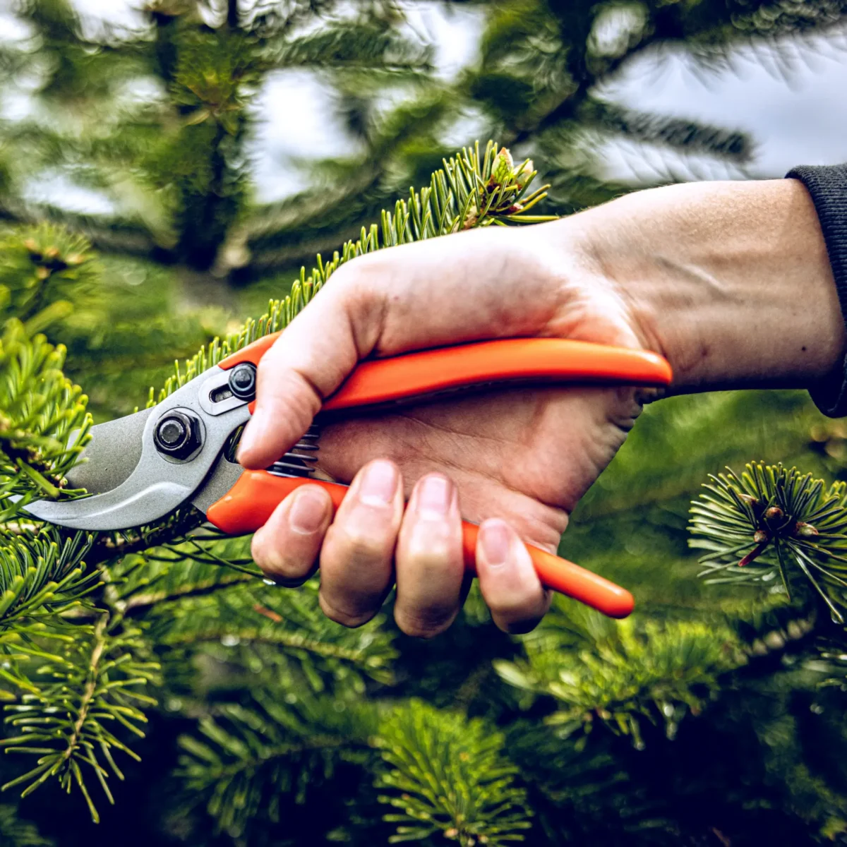 Dārza šķēres Löwe 14.104 Economic Clean Cut