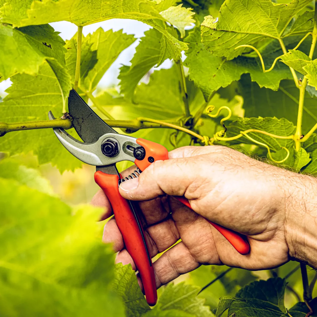 Dārza šķēres Löwe 14.104 Economic Clean Cut