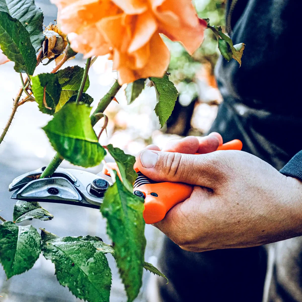 Oriģinālās Löwe rožu prezentācijas šķēres